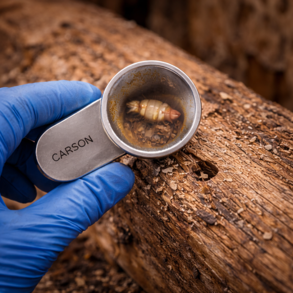 Diagnostic précis de l’insecte